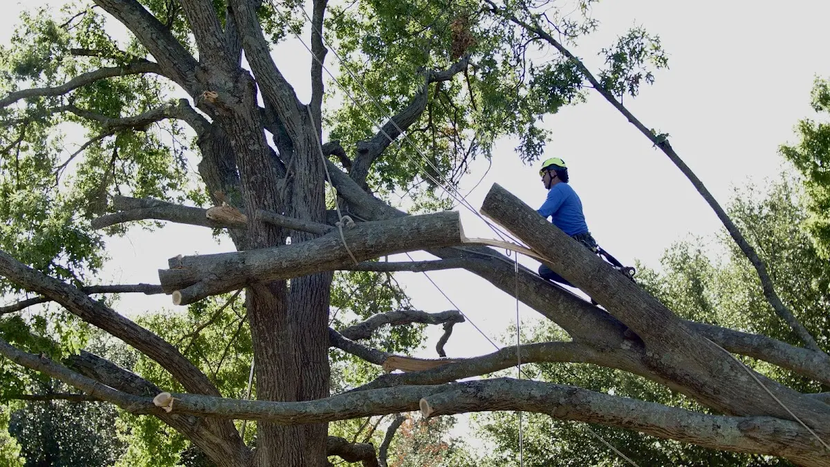Professional Hazardous Tree Removal performed by certified arborists in Blanco